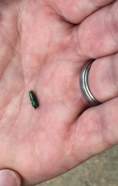 The Ash Borer Insect